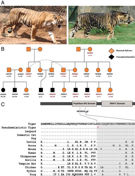 High Frequency Of An Otherwise Rare Phenotype In A Small And Isolated Tiger Population Pnas