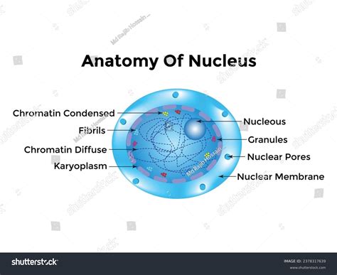 Atom Scientific Poster Atomic Structure Nucleus Stock Vector (Royalty ...