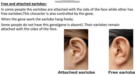 Free Earlobes And Attached Earlobes | Lemonwho