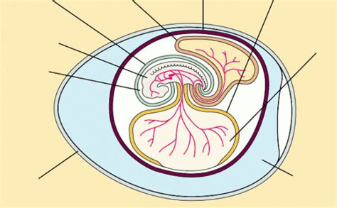 Amniotic Egg Diagram | Quizlet