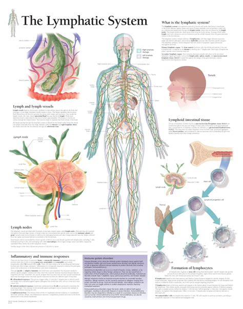 Unveiling The Hidden Network A Comprehensive Guide To The Lymphatic