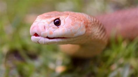 Récord mundial Extraen el veneno de una serpiente capaz de matar a 100