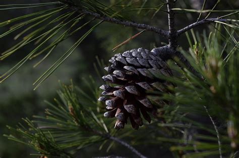 What Is the Spiritual Meaning of a Pine Cone? Enlightenment