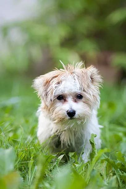 Yorkie Poodle Chihuahua Mix: Adopt Now! - The Chihuahua Guide