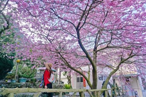 嘉義樟樹湖櫻穀王夢幻必賞！14年「櫻王」河津櫻讓人驚豔 Ettoday旅遊雲 Ettoday新聞雲