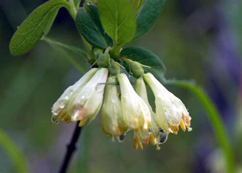 Nunavik’s fascinating Arctic plants – Rapid Lake