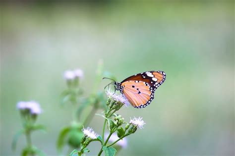 Tigre llano danaus chrysippus butterfly bebiendo el néctar de las