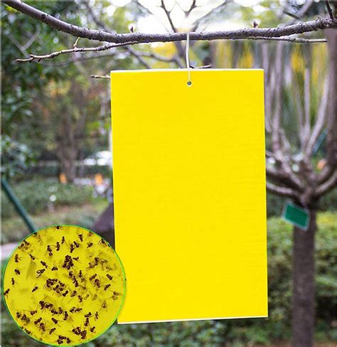 20 Count Dual Yellow Sticky Traps 8 X 6 Inch Set For