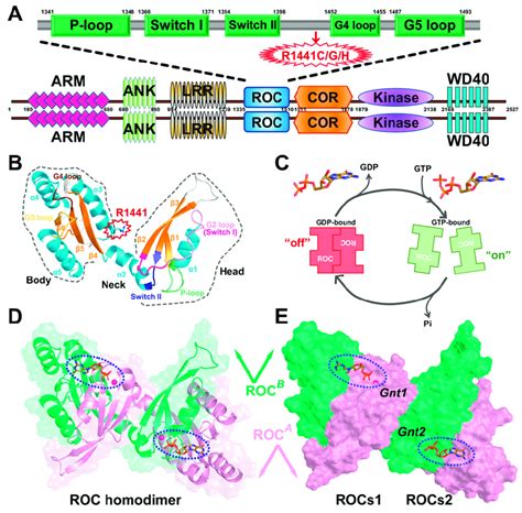 A Domain Architecture Of Human Lrrk2 With Its Respective Amino Acid