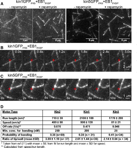 Figure 1 From An EB1 Kinesin Complex Is Sufficient To Steer Microtubule