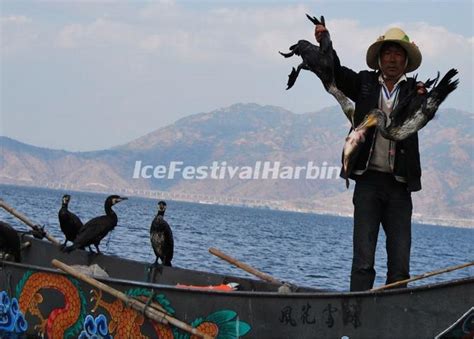 Erhai Lake Cormorant Fishing - Erhai Lake Photos, Dali, Yunnan China