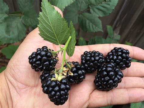 Growing Blackberries In Containers The Complete Guide California