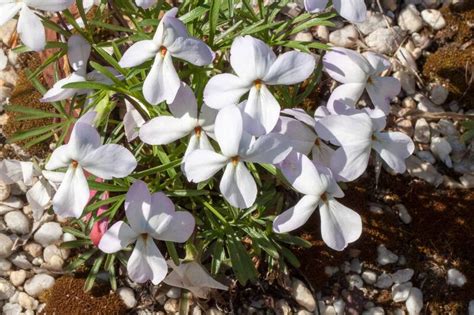 Plantfiles Pictures Viola Species Bird S Foot Violet Crow Foot