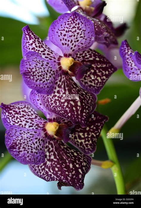 Vanda Hybrid Orchid, Cultivar, Vandeae, Orchidaceae Stock Photo - Alamy