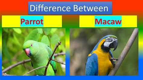 Difference between Parrot and. Macaw - YouTube