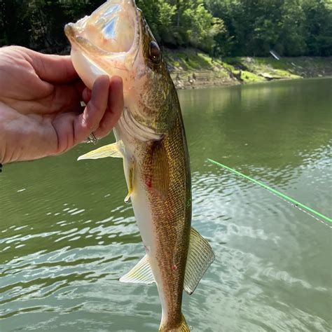 Cedar Cliff Lake Fishing Reports🎣• Brevard Nc United States Fishing