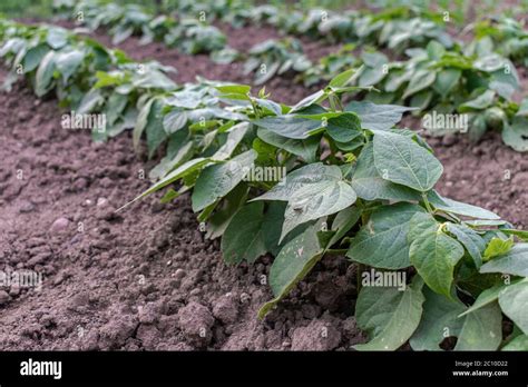 Semillas de frijol verde francés jóvenes que crecen en el jardín