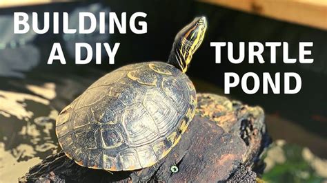 Building An Above Ground DIY Turtle Pond Turtle Pond Turtle Diy