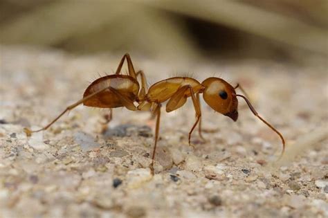 24 Common Ants In Texas With Pictures