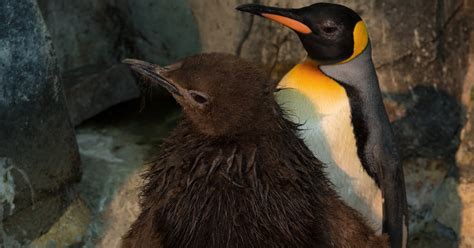 Baby Penguin on View at Central Park Zoo - The New York Times