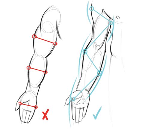 how to practice anatomy drawing