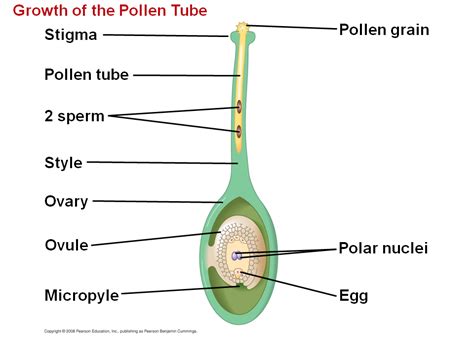 Double Fertilization