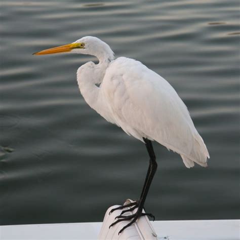 Free Images Nature Bird Wing Pier Profile Looking Wildlife