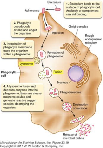 Innate Immune System Flashcards Quizlet