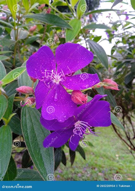 Tibouchina Semidecandra Flower Stock Photo Image Of Bloom Design