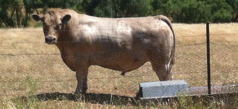 Steadily Forward Murray Grey Beef Cattle Stud Home