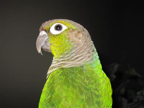 Green Cheeked Conure Green Cheek Conure Conure Parrots Pet Birds