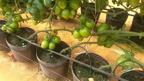 Estufa Agr Cola Para Tomate Tropical Estufas Agr Colas Hidroponia