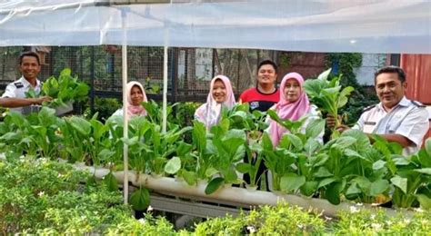 Yuk Kenali Lebih Dekat Apa Itu Urban Farming Ini Penjelasannya