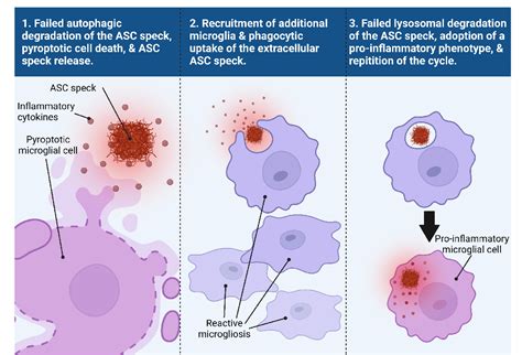 Crosstalk Between The Nlrp3 Inflammasomeasc Speck And Amyloid Protein