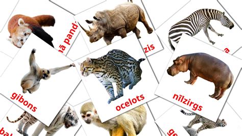 21 Free Jungle animals Flashcards in english (PDF files)