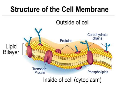 1 Edexcel Igcse Human Biology Cell And Tissues