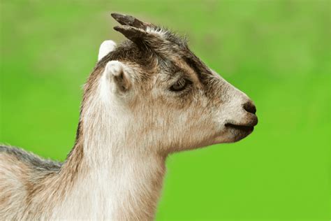 8 Goats That Have Wattles Pictures