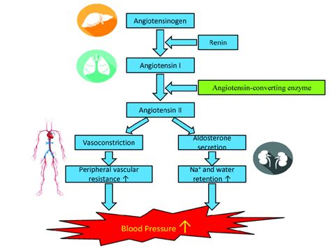 The Renin Angiotensin Aldosterone System Raas In The Regulation Of