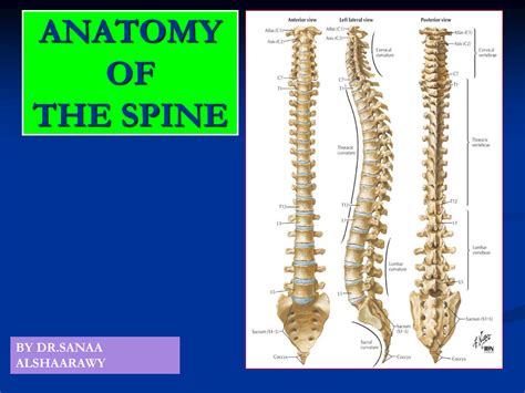 SOLUTION: Anatomy of the spine - Studypool