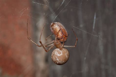 Maryland Biodiversity Project Common House Spider Parasteatoda Tepidariorum