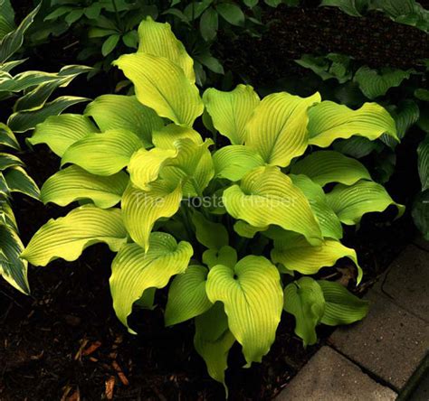 P00 Hosta 'Sun Power' from The Hosta Helper - Presented by PlantsGalore.Com