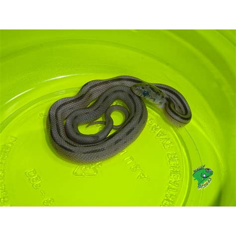 Striped Blue Corn Snake - baby - Strictly Reptiles