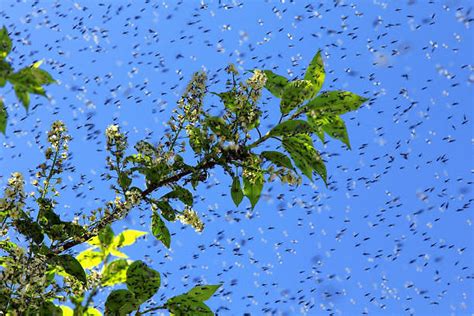 Mosquito Swarm Stock Photos Pictures And Royalty Free Images Istock