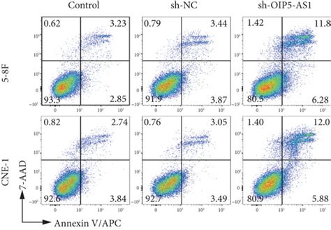 Knockdown Of Oip5 As1 Accelerates The Apoptosis And Decreases The