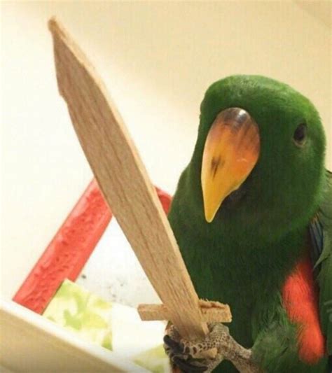 Create Meme Parrot Large Parrot Pictures Meme Arsenal