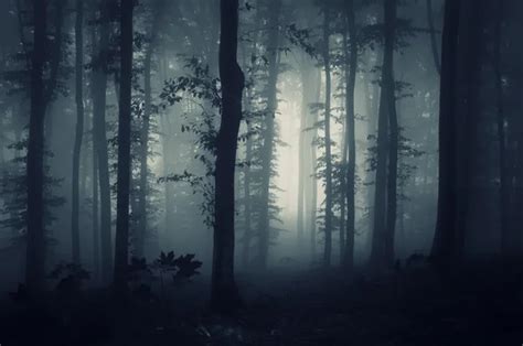 Dark Forest Stock Photos Royalty Free Dark Forest Images Depositphotos