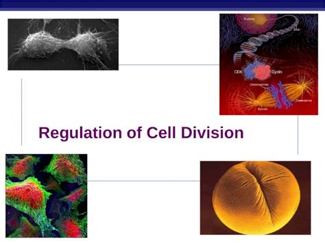 Ppt Ap Biology Regulation Of Cell Division Ap Biology Coordination Of Cell Division 12 3 A