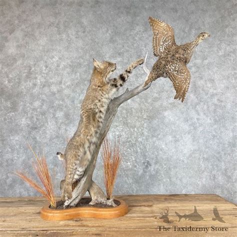 Bobcat Life Size Taxidermy Mount For Sale 26886 The Taxidermy Store