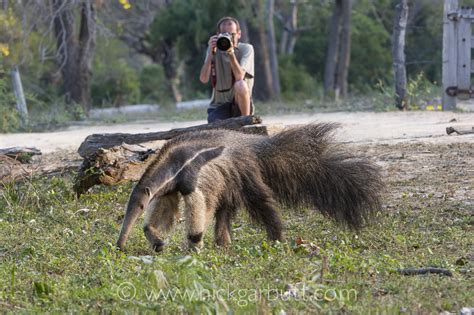 Giant Anteater with tourist - Nick Garbutt: Nick Garbutt On Line