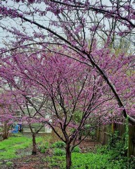 10+ Dwarf Redbud Tree Varieties – World of Garden Plants